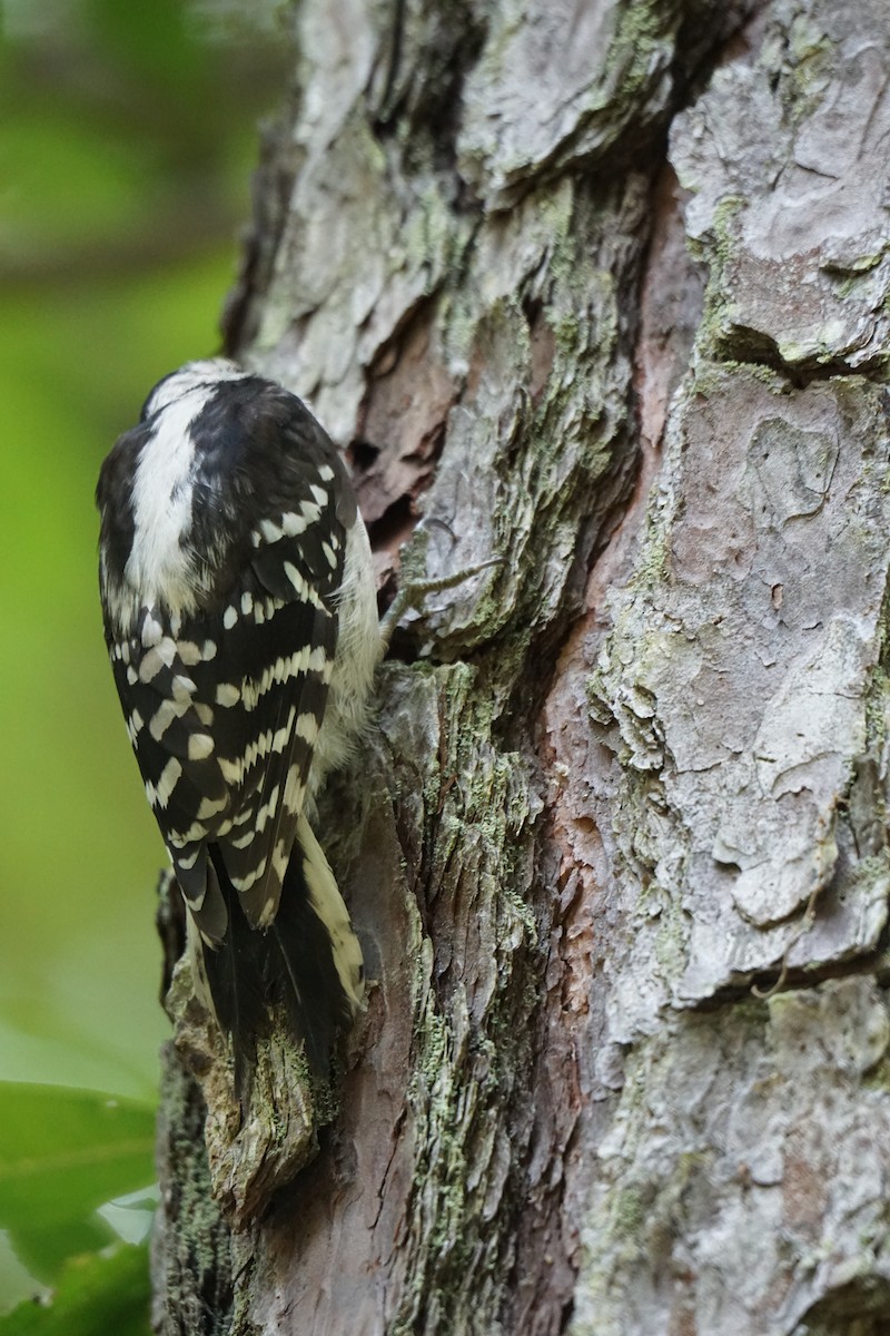 Downy Woodpecker - ML594962301
