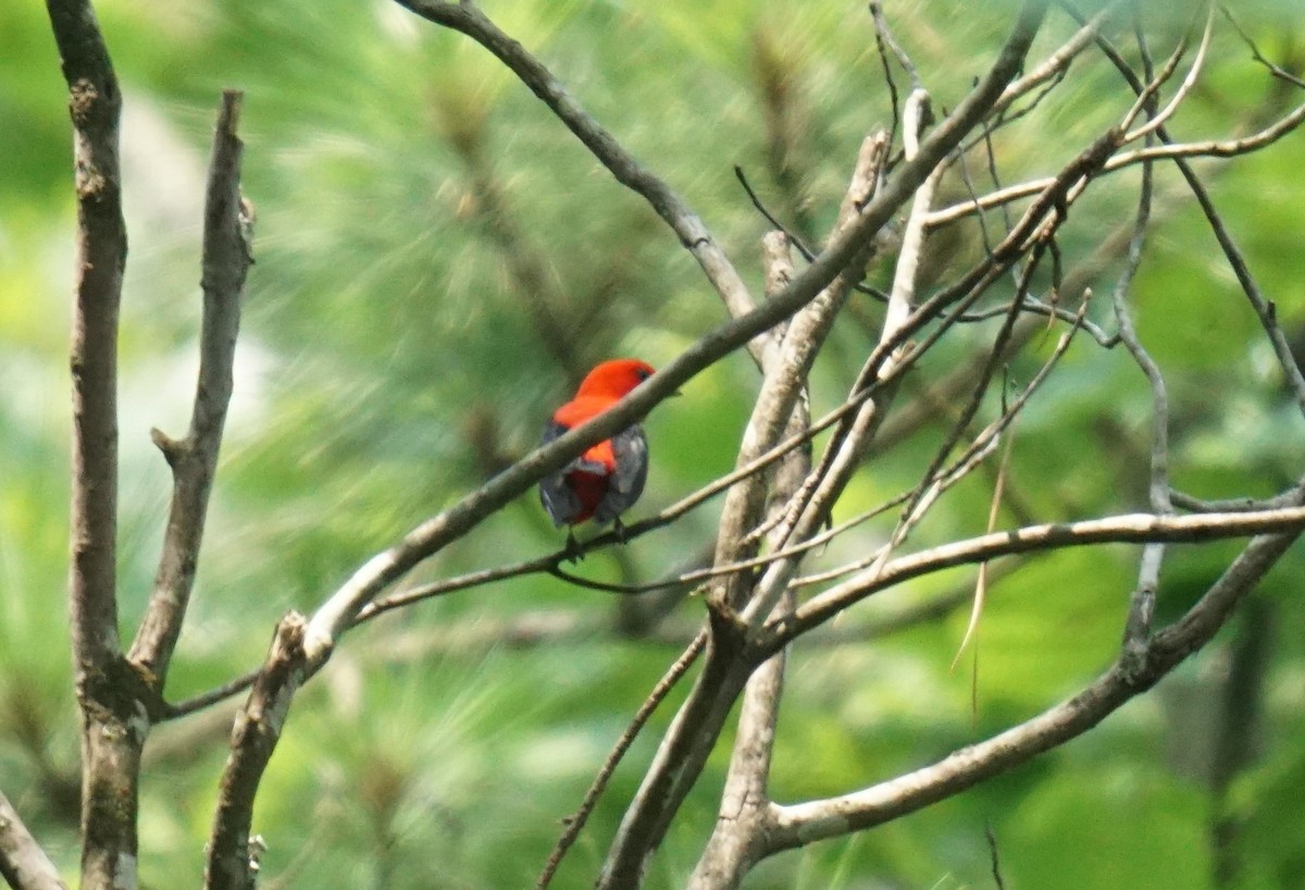 Scarlet Tanager - ML594962521