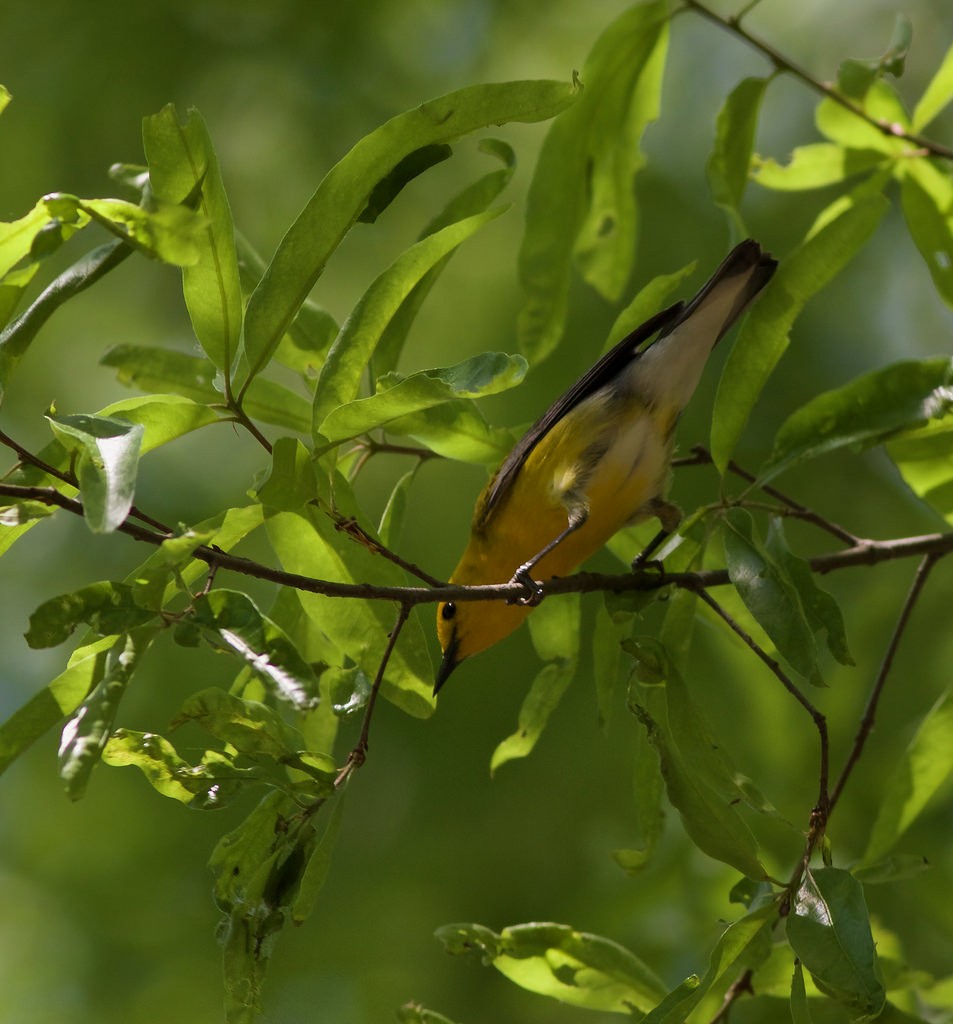 Prothonotary Warbler - John Gluth