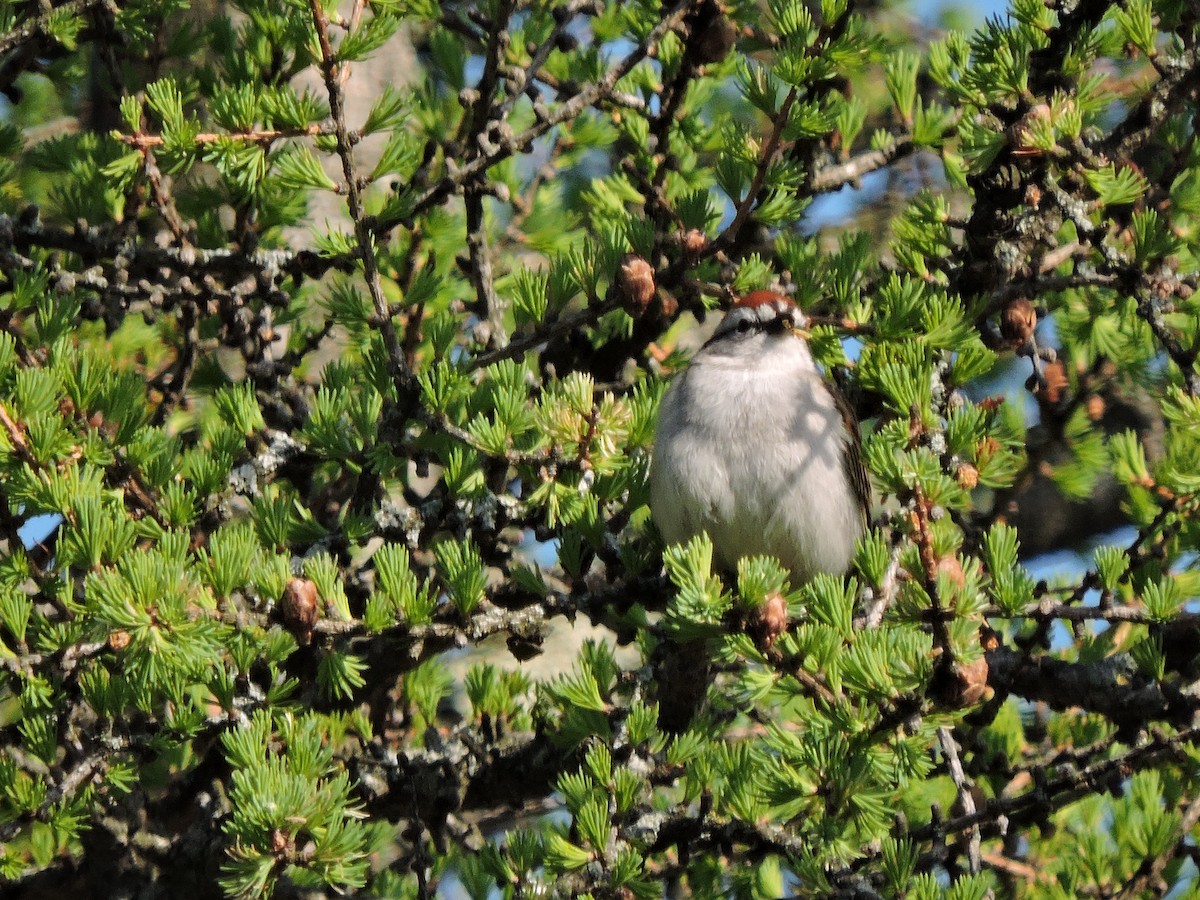 Chipping Sparrow - ML59496861