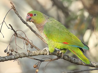  - Vinaceous-breasted Parrot