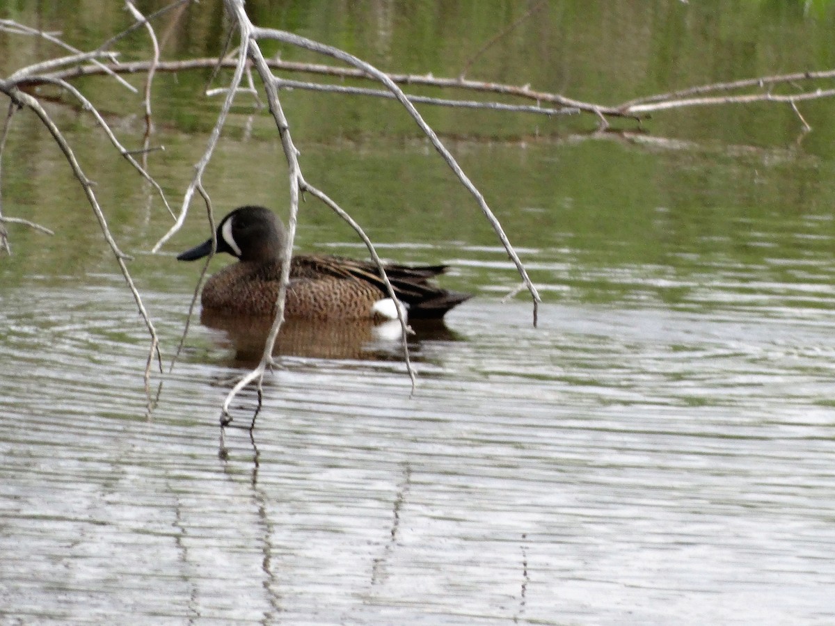 Blue-winged Teal - ML59497141