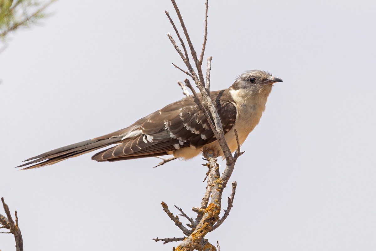 Great Spotted Cuckoo - ML594971861