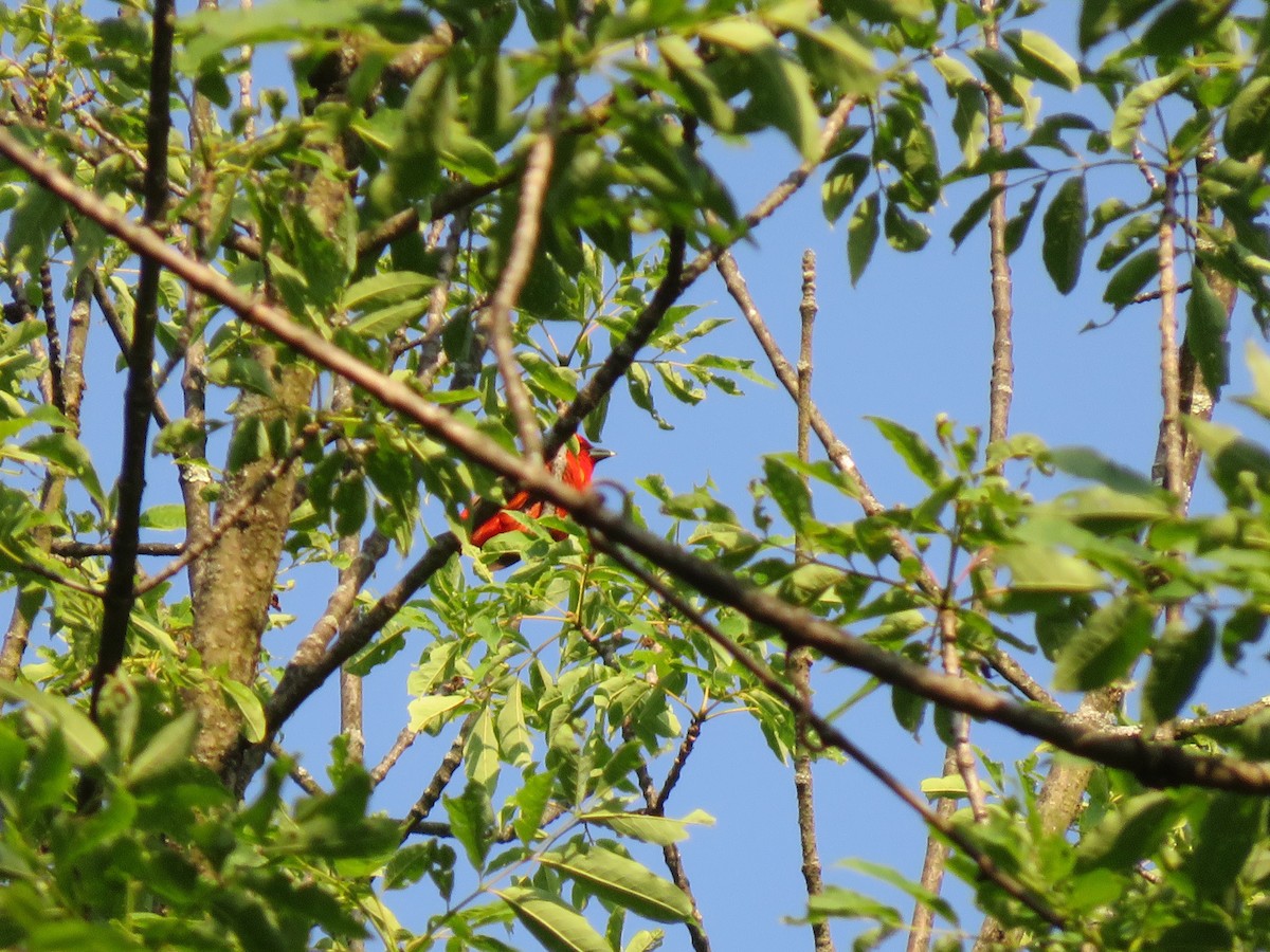Scarlet Tanager - ML594975851