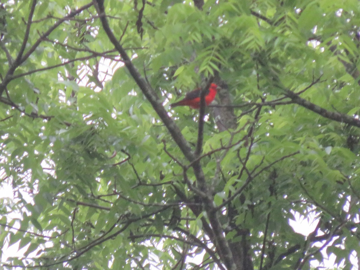 Scarlet Tanager - ML594975861