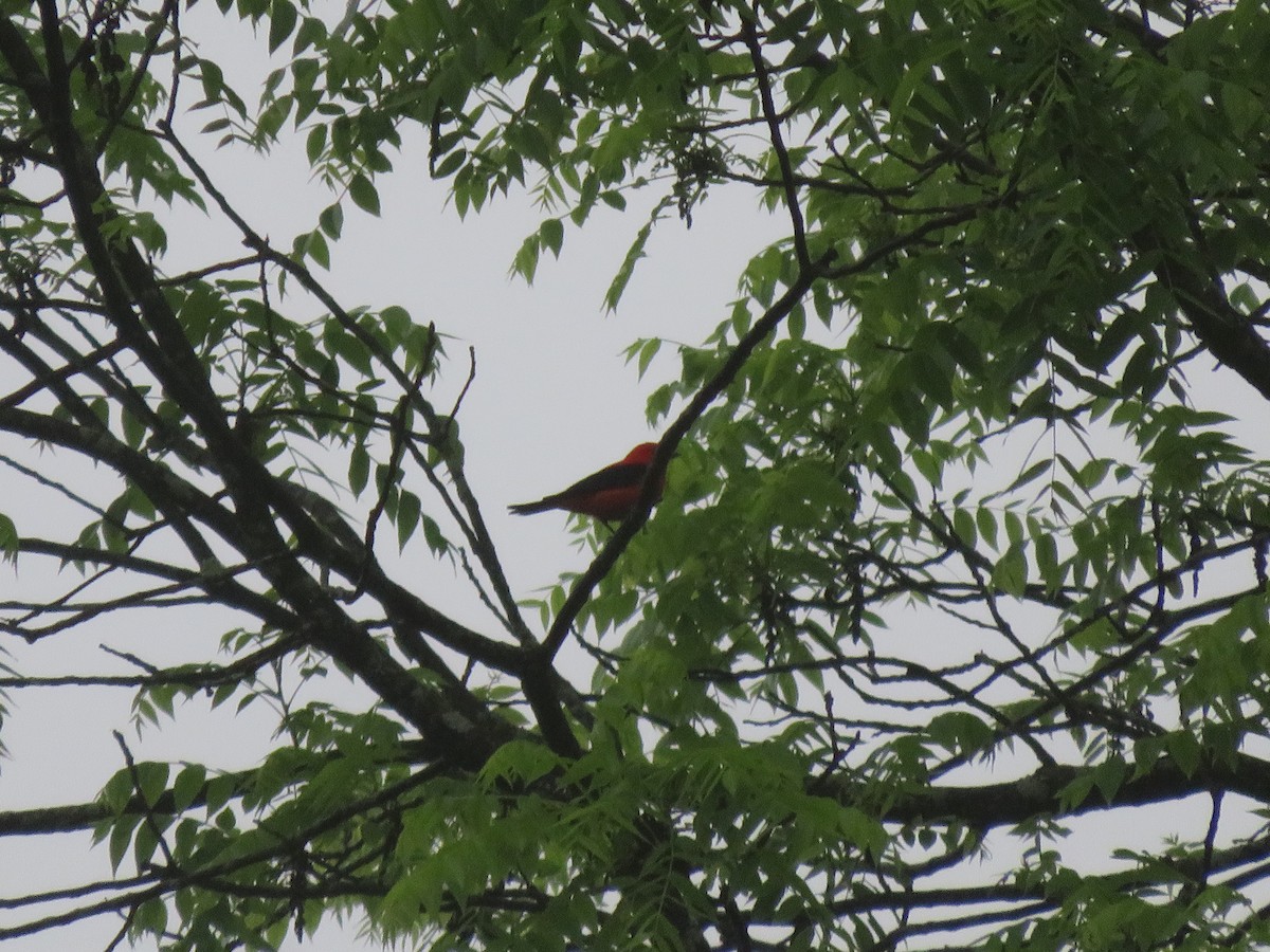 Scarlet Tanager - ML594975891