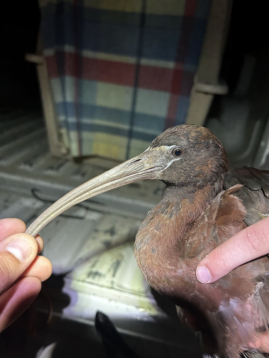 ibis hnědý - ML594978421