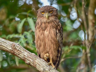 Brown Fish-Owl - Ketupa zeylonensis - Birds of the World