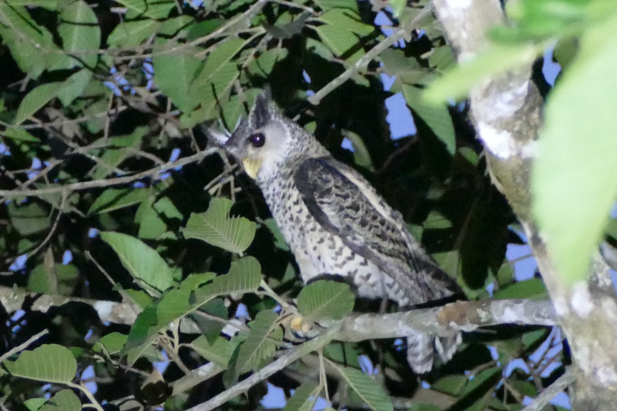 Spot-bellied Eagle-Owl - ML594982841
