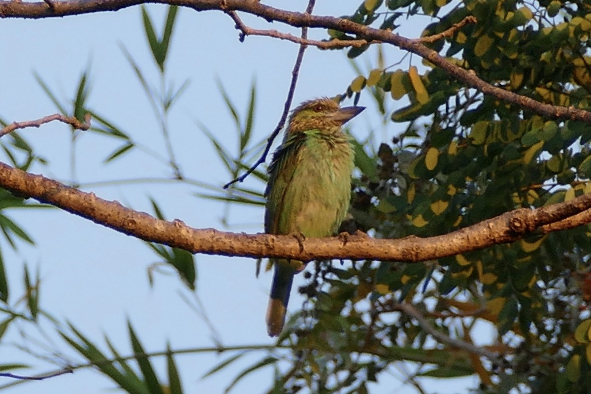 Green-eared Barbet - ML594984121