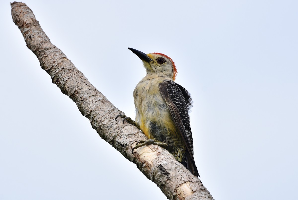 Golden-fronted Woodpecker - ML594985831
