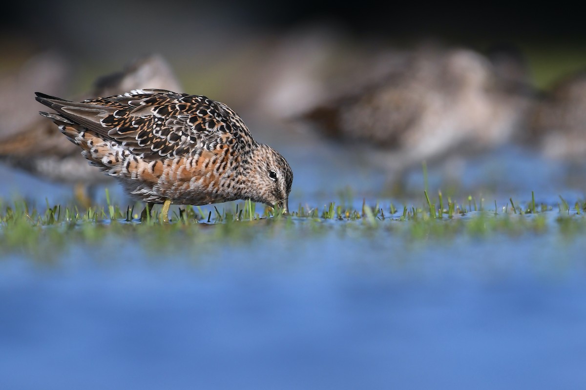 Long-billed Dowitcher - ML594987881