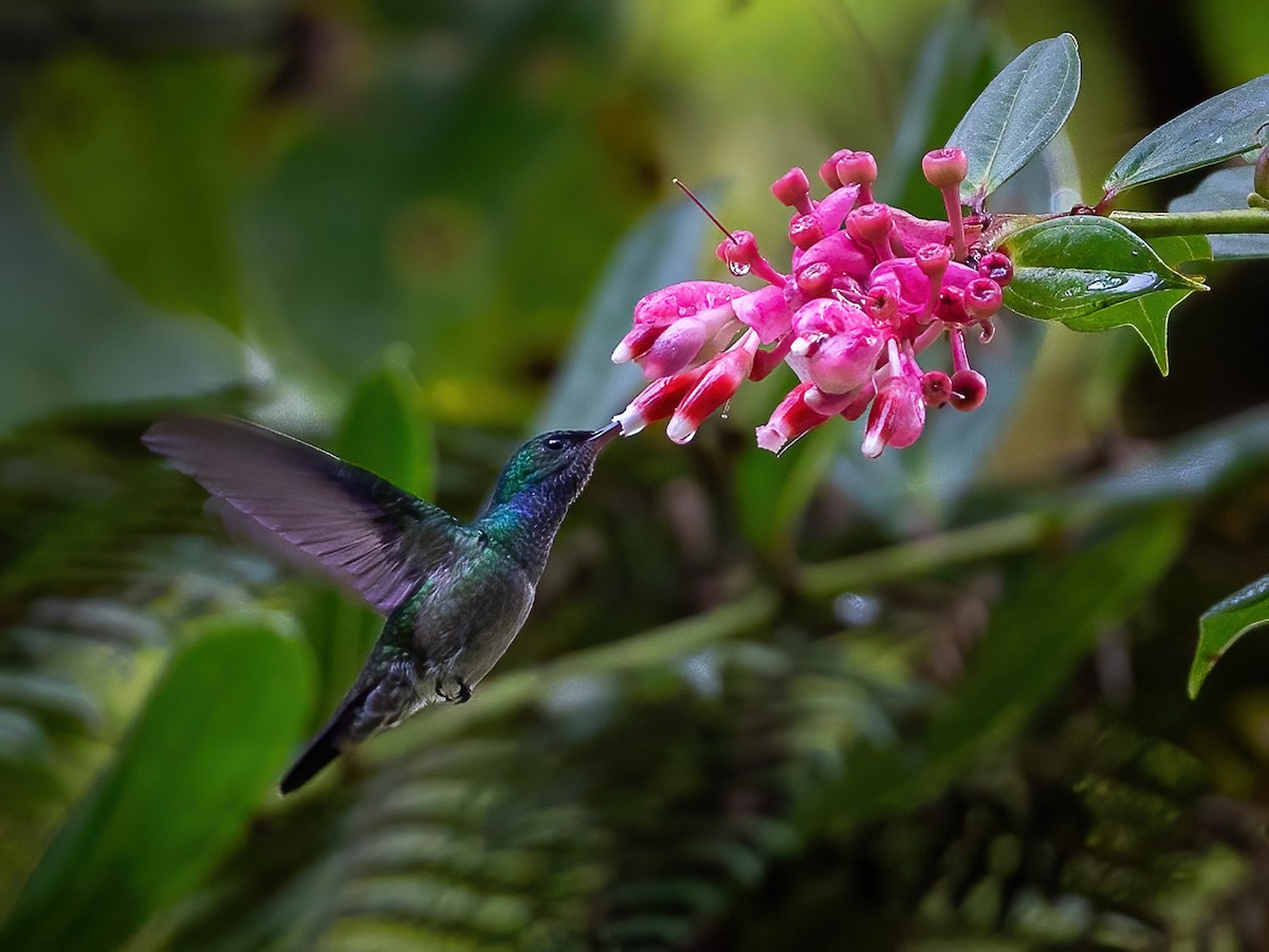 Charming Hummingbird - ML594992741