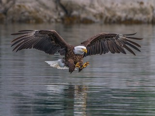 Bald Eagle - Haliaeetus leucocephalus - Birds of the World