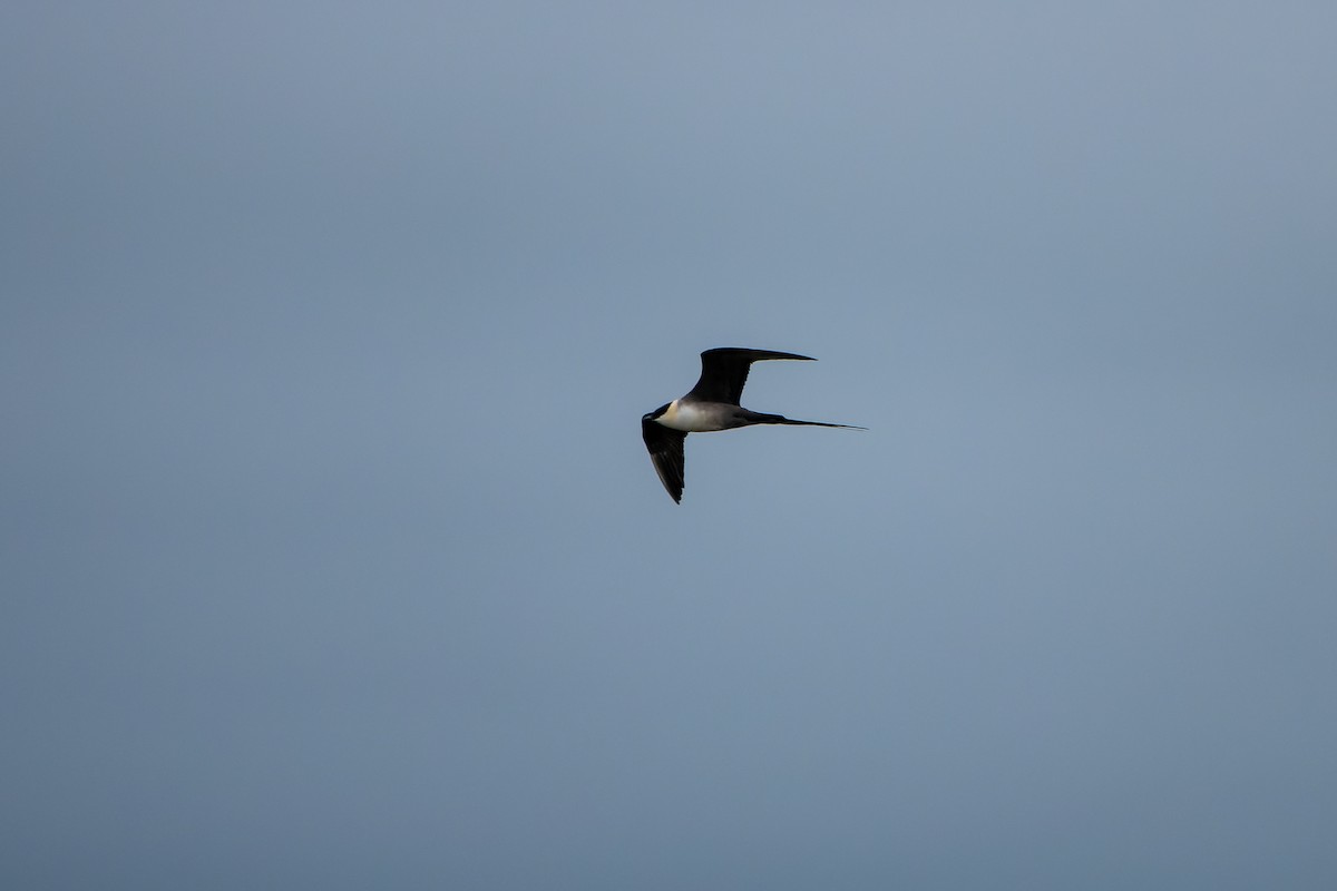 Long-tailed Jaeger - ML595000531