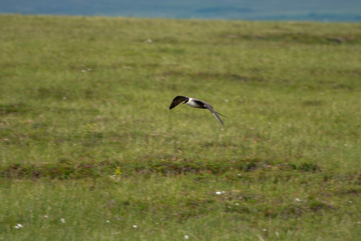 Long-tailed Jaeger - ML595000541