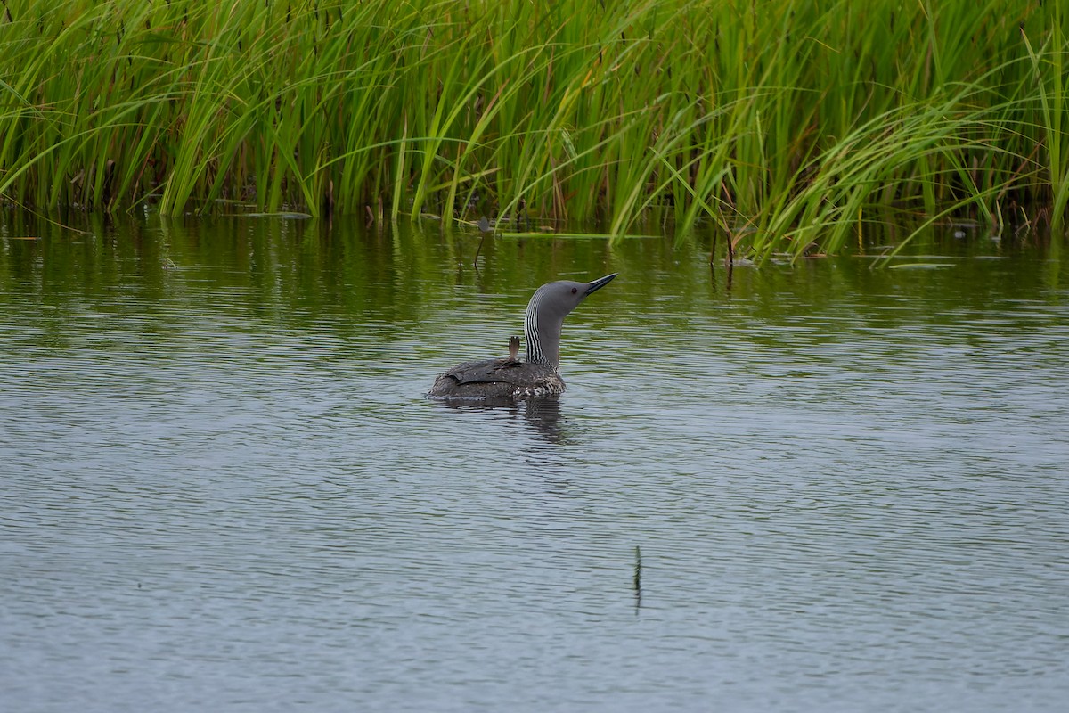 Red-throated Loon - ML595000611