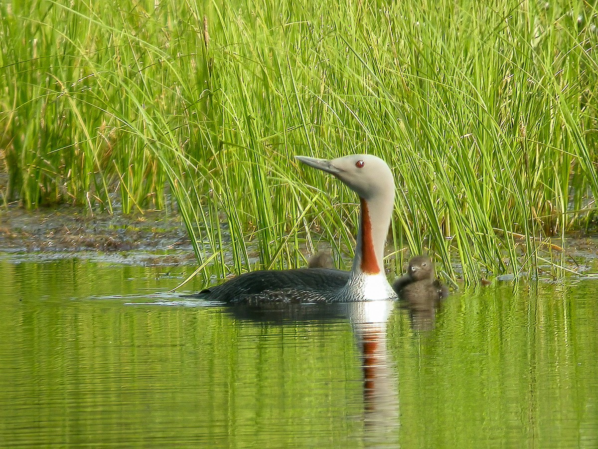 Red-throated Loon - ML595000821