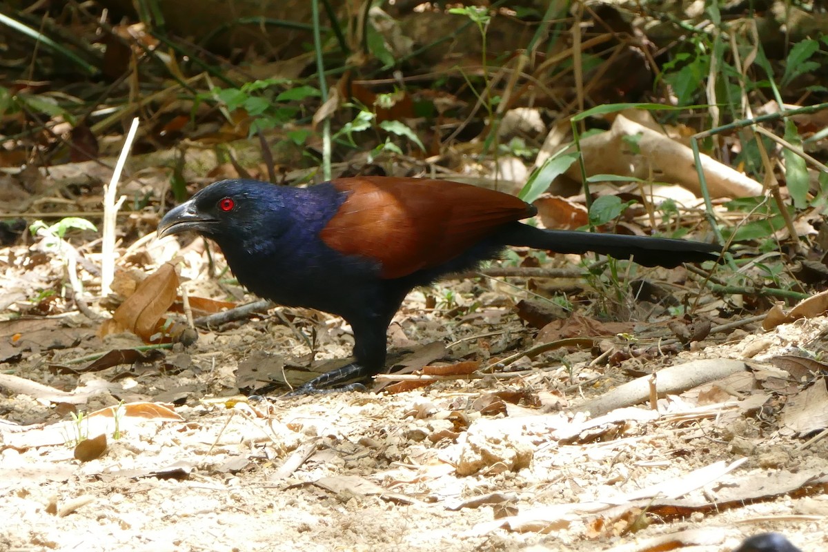 Greater Coucal - ML595001181