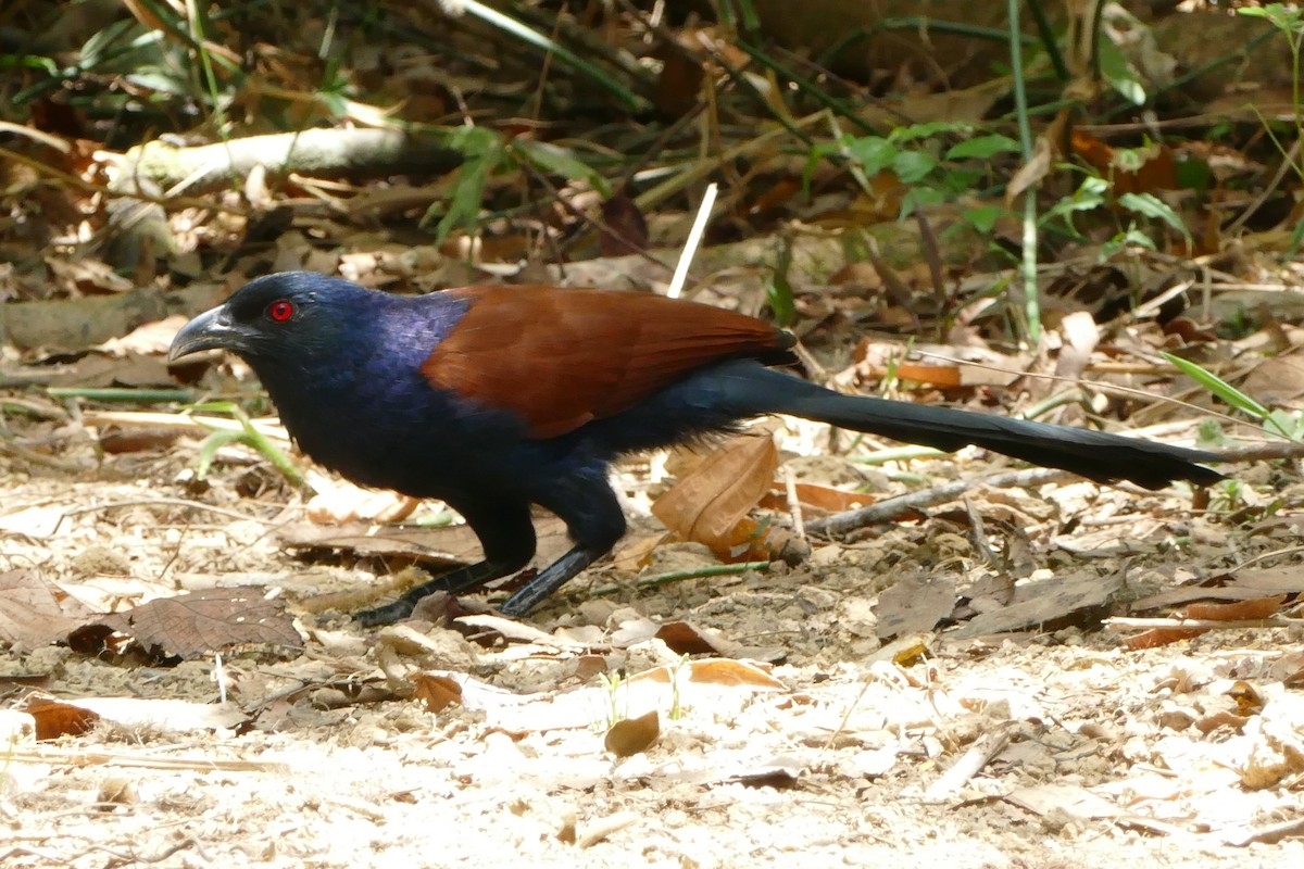 Greater Coucal - ML595001191