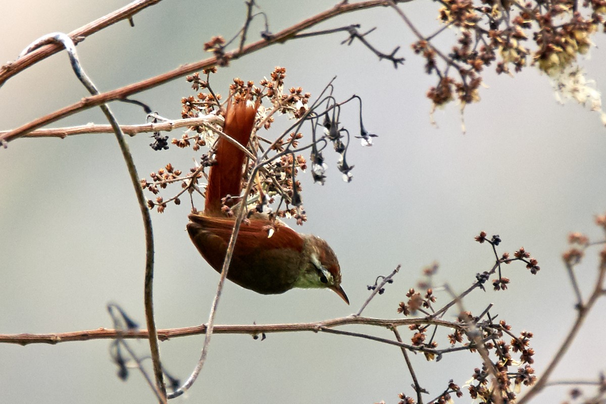 Line-cheeked Spinetail - ML595001301