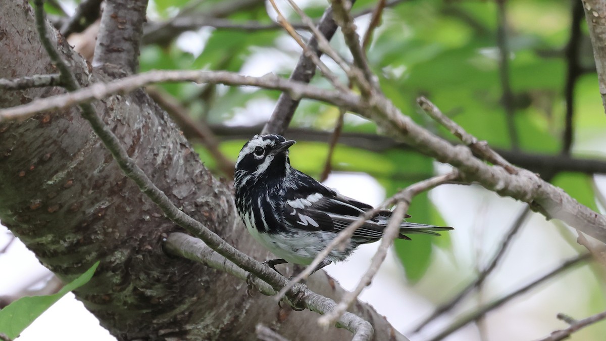 Black-and-white Warbler - ML595002001