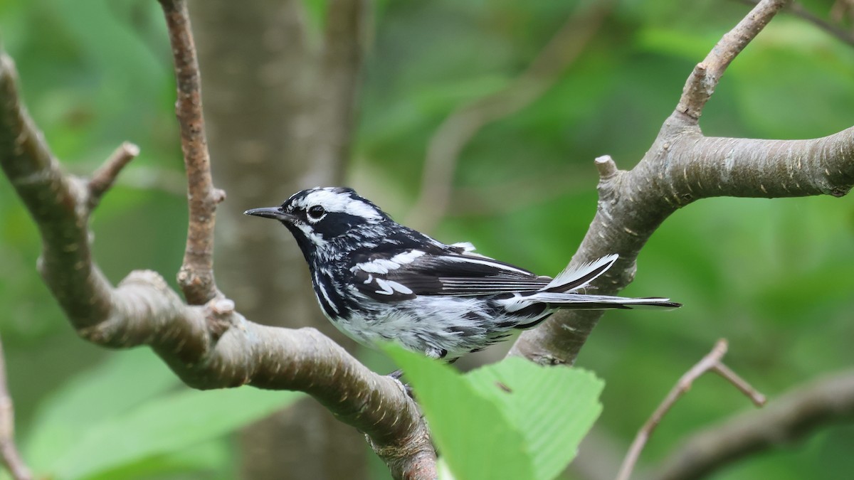 Black-and-white Warbler - ML595002011