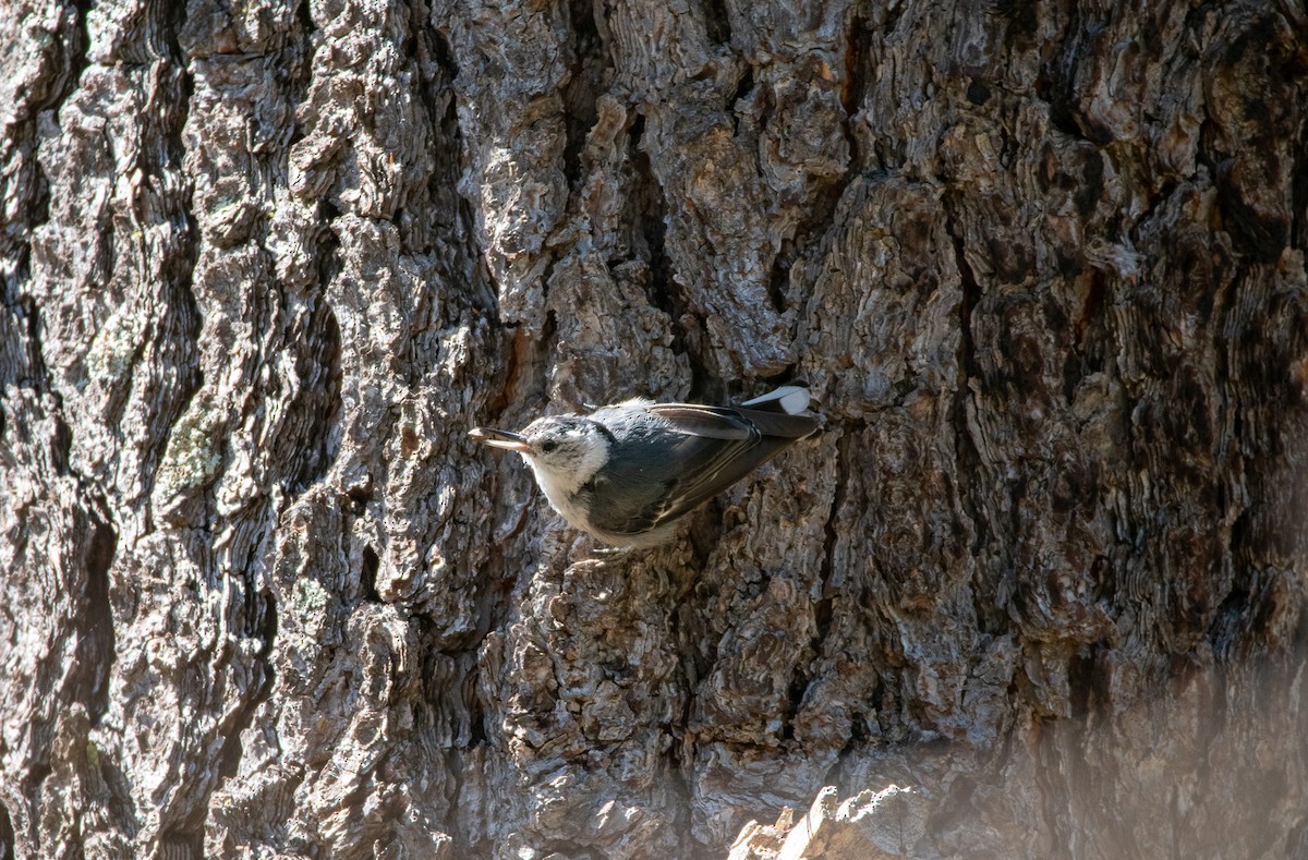 White-breasted Nuthatch - ML595003041