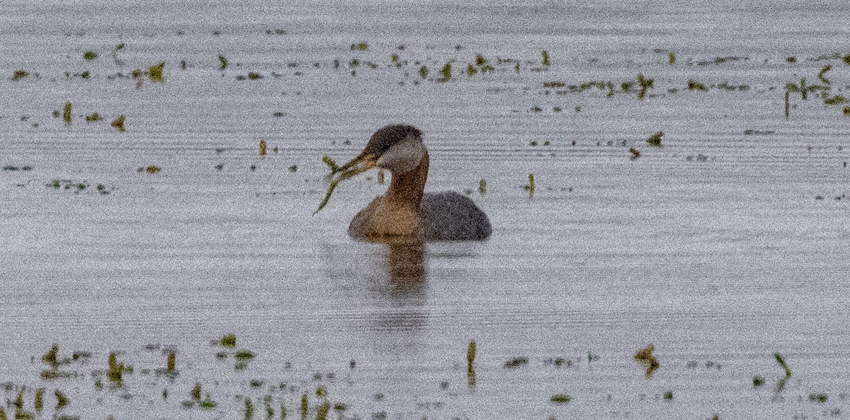 Red-necked Grebe - ML595004881