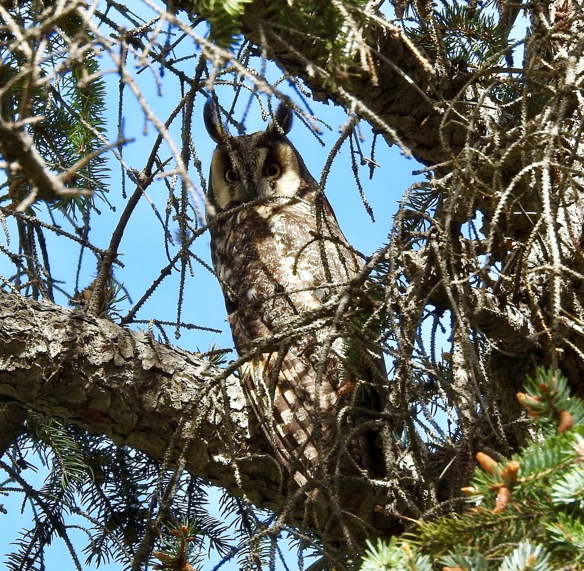 Long-eared Owl - Janice Backstrom