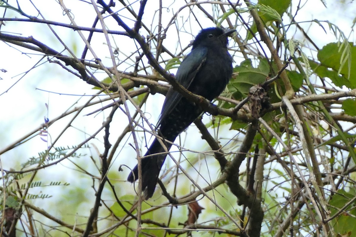 Square-tailed Drongo-Cuckoo - ML595006461