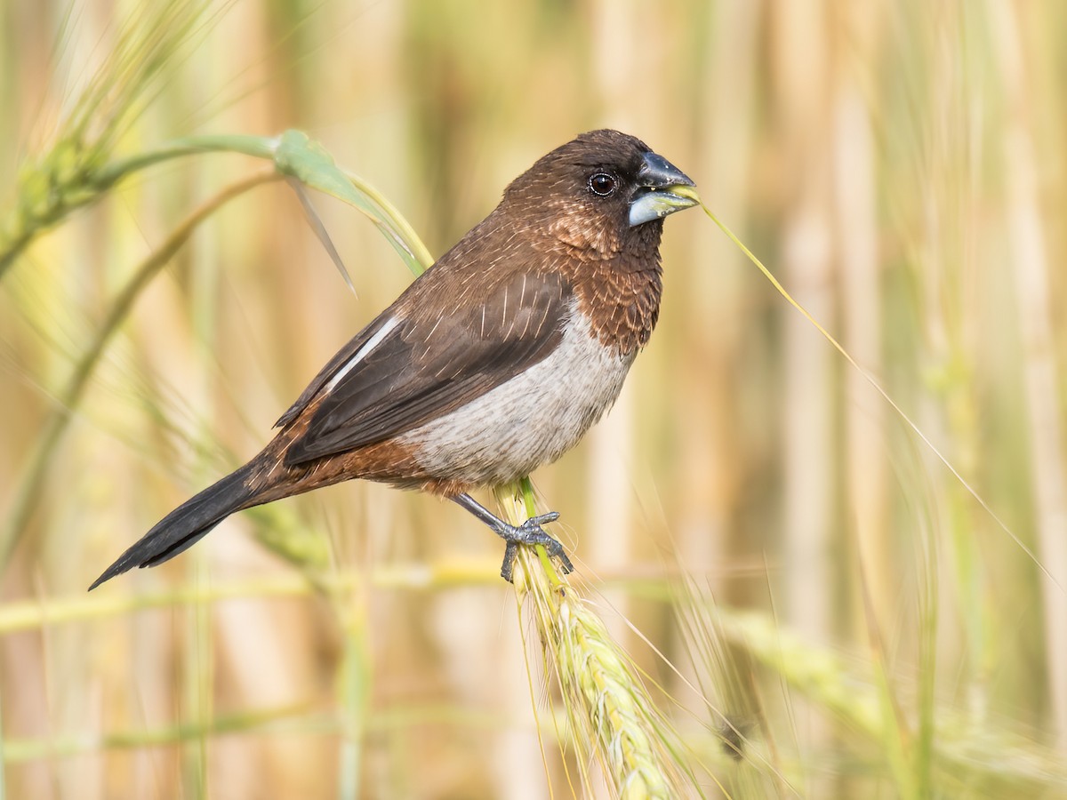 白腰文鳥- eBird