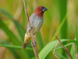  - Scaly-breasted Munia