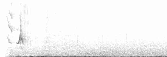 White-cheeked Honeyeater - ML595010501