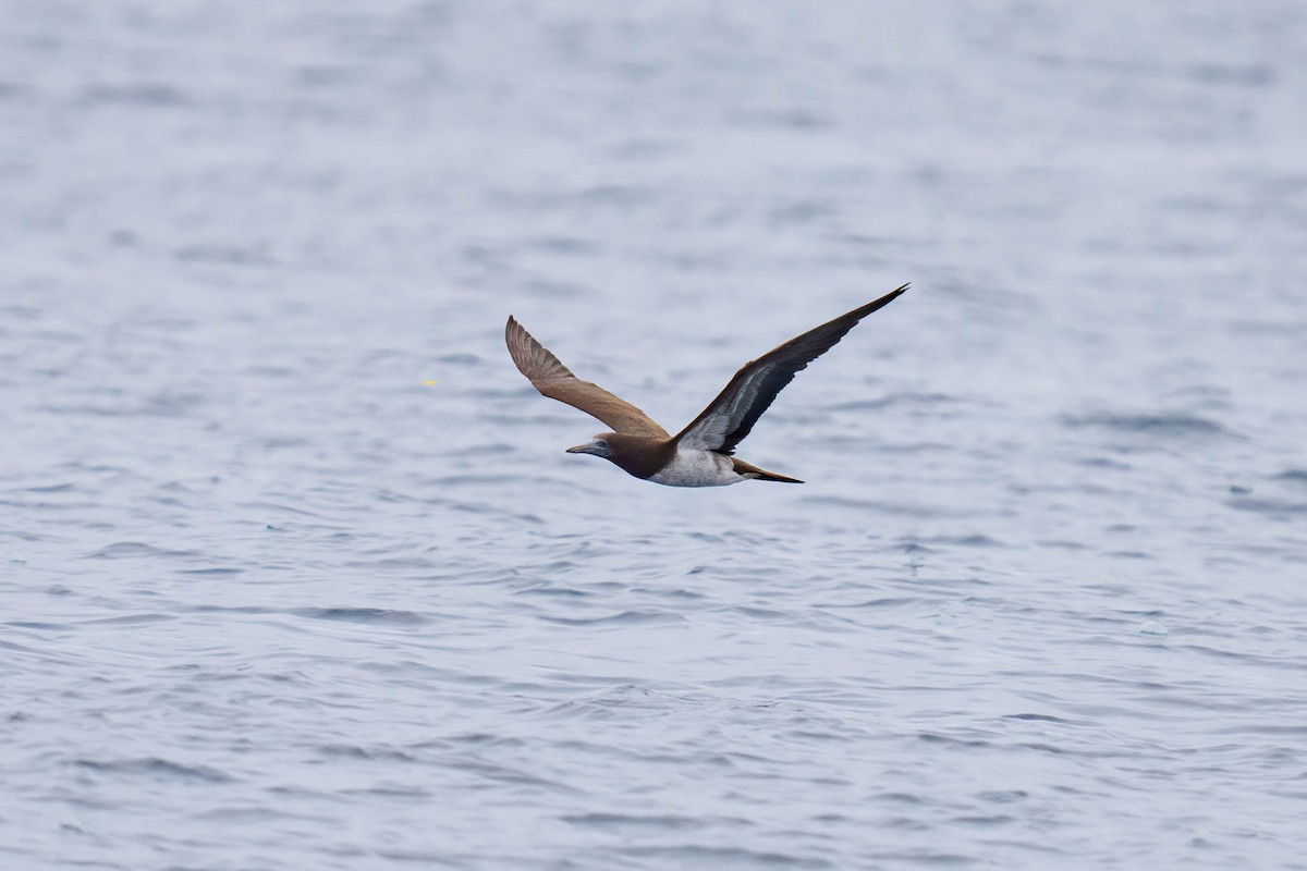 Brown Booby - ML595011421