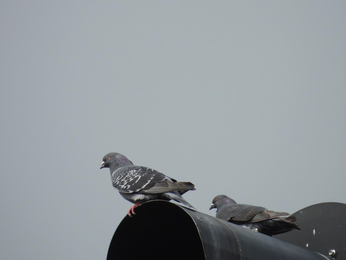 Rock Pigeon (Feral Pigeon) - Moira Swinton