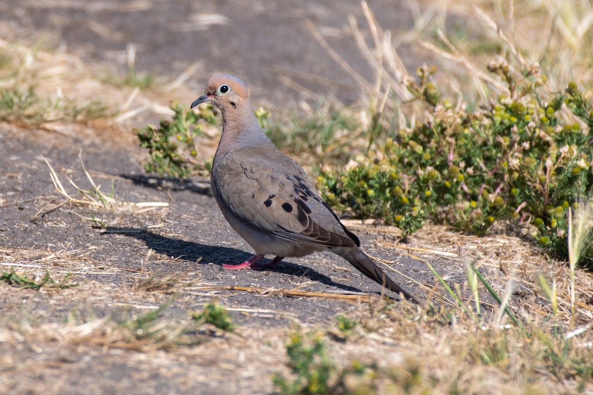 Mourning Dove at Ebey's Landing by Chris McDonald