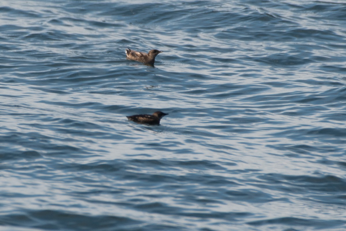 Marbled Murrelet at Fort Casey State Park by Chris McDonald