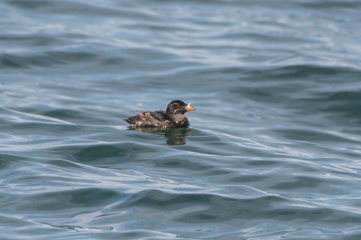 Rhinoceros Auklet at Fort Casey State Park by Chris McDonald