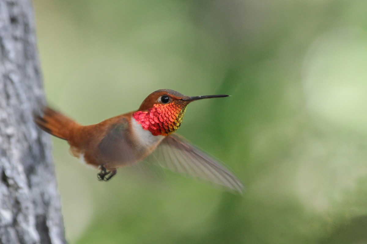 Rufous Hummingbird - ML595024701