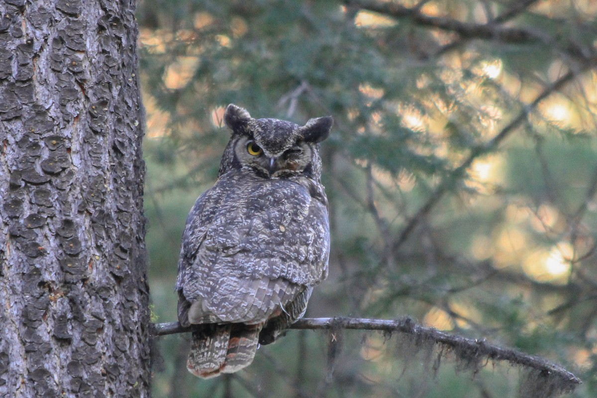 Great Horned Owl - ML595025511