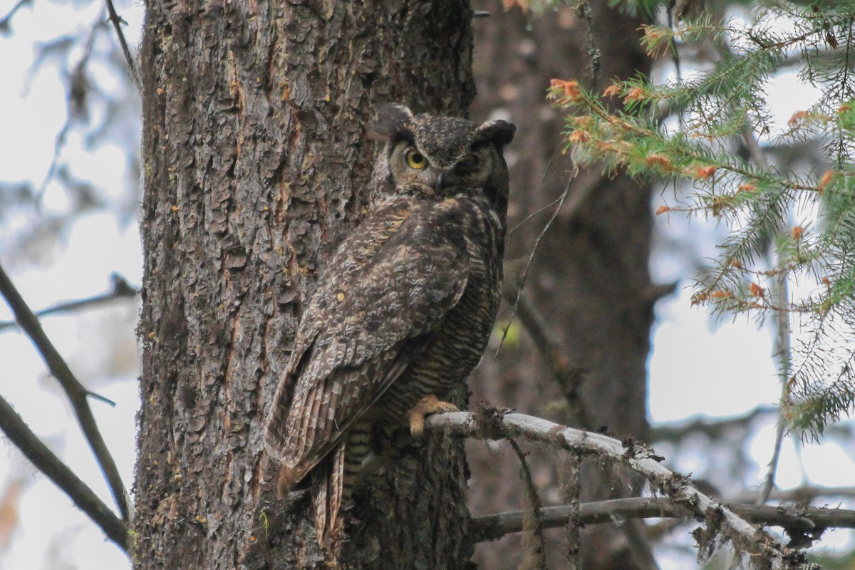 Great Horned Owl - ML595025531