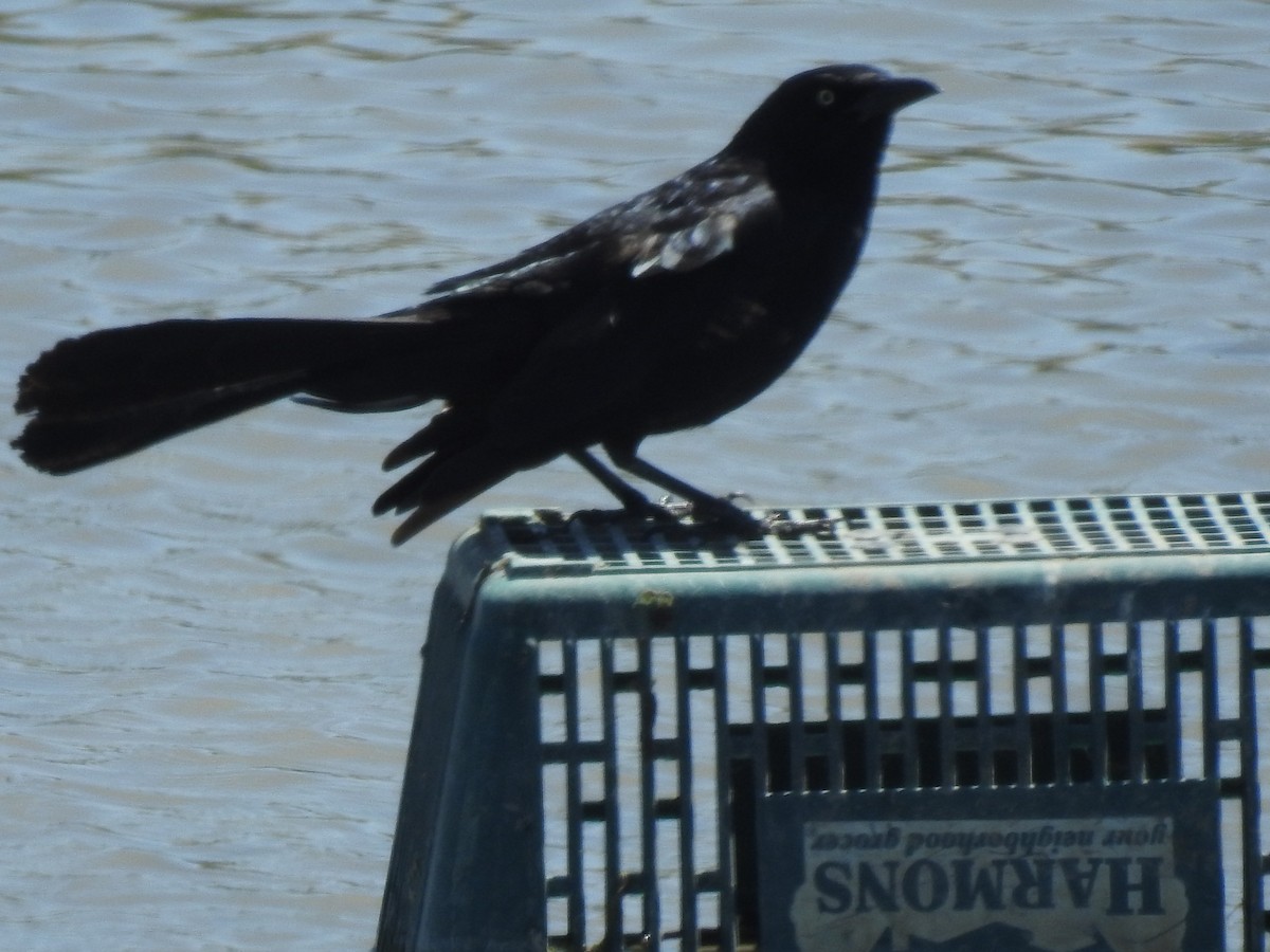 Great-tailed Grackle - ML59502601