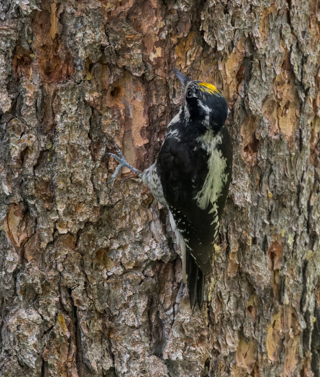 American Three-toed Woodpecker - Michael Millner