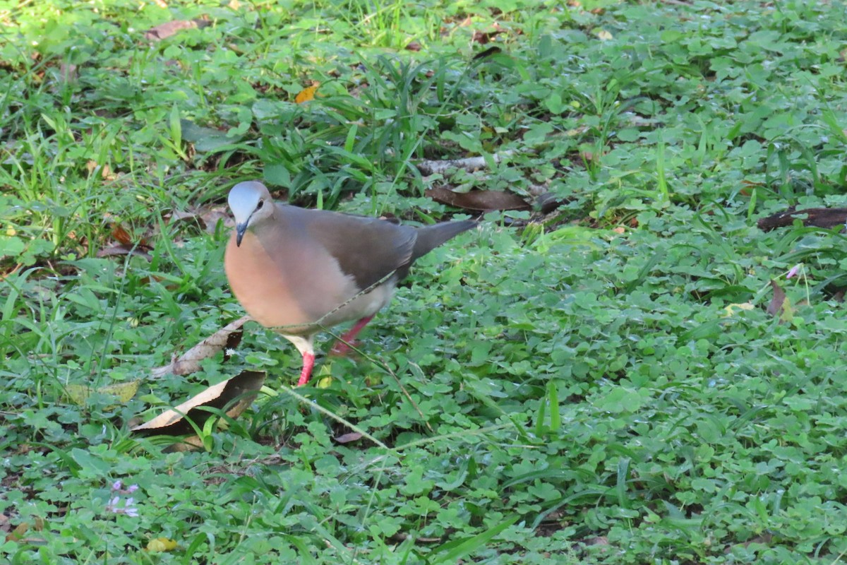 Gray-fronted Dove - ML595033281