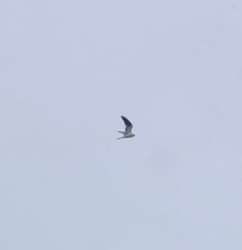 White-tailed Kite - ML595033651