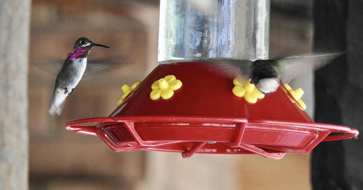 Calliope Hummingbird - ML595035901