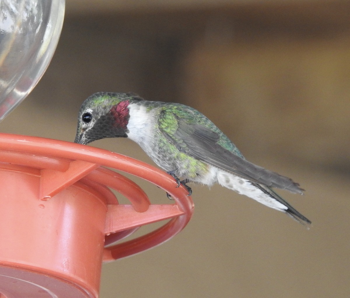 Broad-tailed Hummingbird - ML595039501
