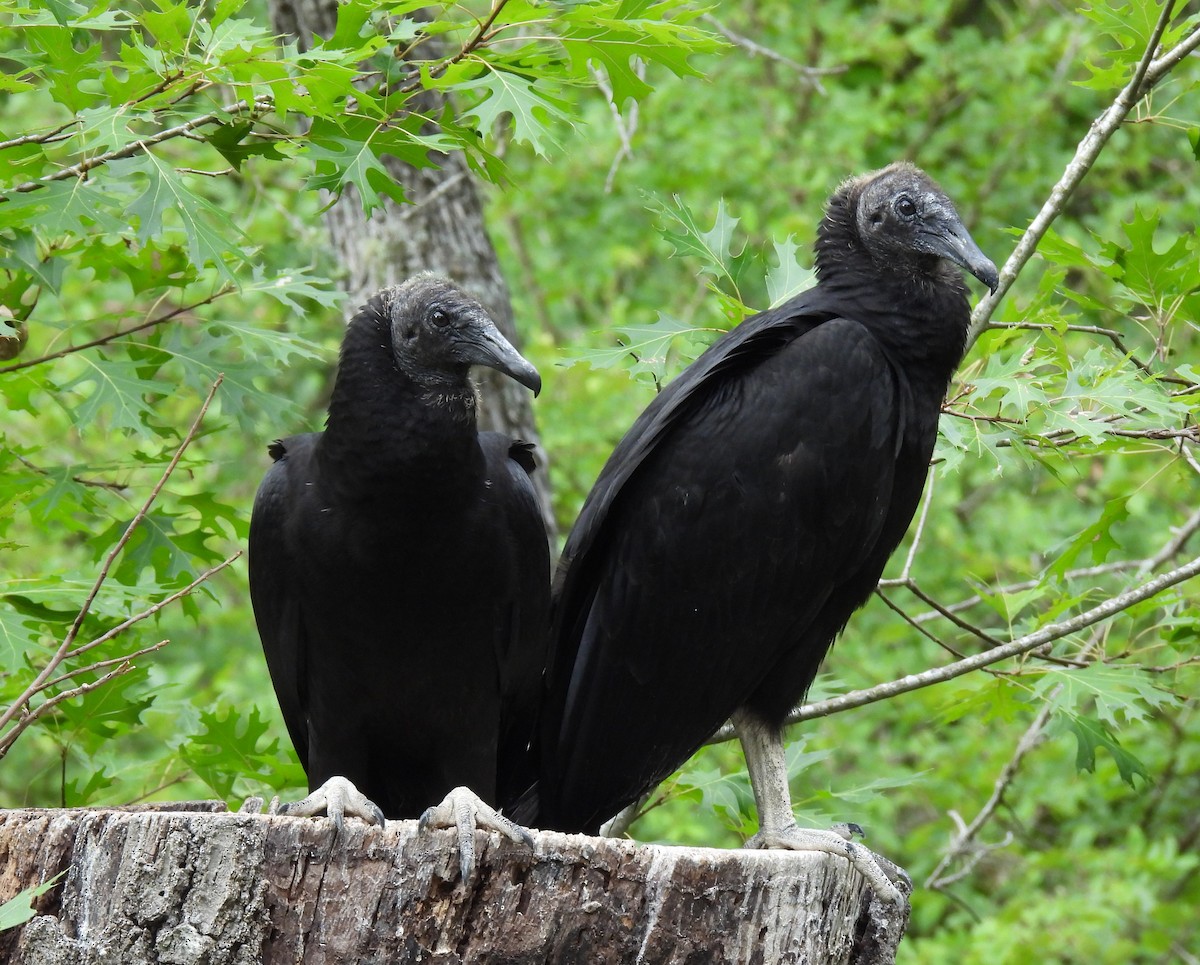 Black Vulture - ML595039521