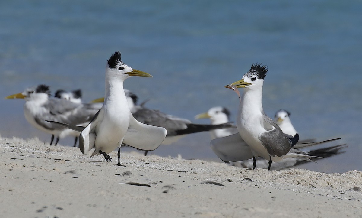 Great Crested Tern - ML595039611